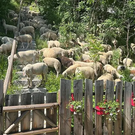 Baita Nel Bosco A Cane *